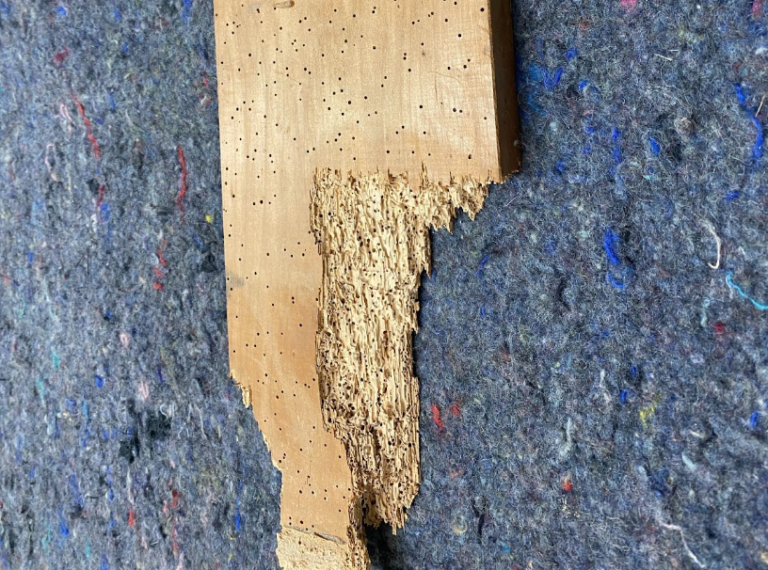 Plank of wood showing damage in the form of borer holes.